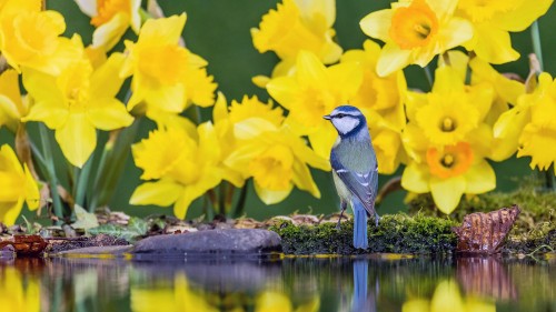 威尔士中部水仙花中的蓝山雀 (© Philip Jones/Alamy)