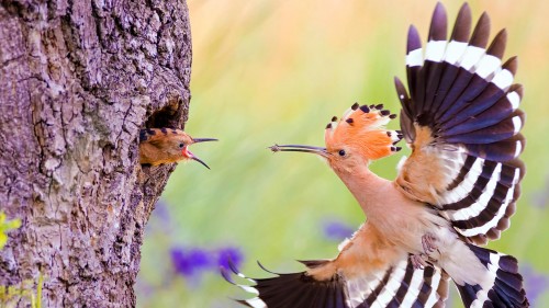 正在投喂幼鸟的戴胜鸟，德国 (© Slawek Staszczuk/Alamy)