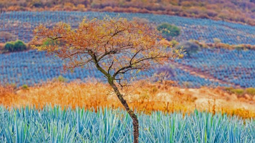 蓝色龙舌兰田，墨西哥哈利斯科州龙舌兰酒产区 (© Brian Overcast/Alamy)