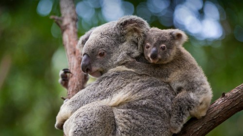 考拉熊妈妈和8个月大的宝宝，澳大利亚昆士兰 (© Suzi Eszterhas/Minden Pictures)