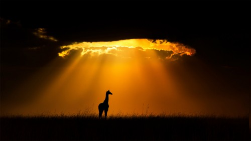 一只马赛长颈鹿，肯尼亚马赛马拉国家保护区 (© Andy Rouse/Minden Pictures)