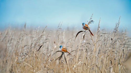 荷兰弗莱福兰湿地的文须雀 (© Gert-Jan IJzerman/Minden Pictures)