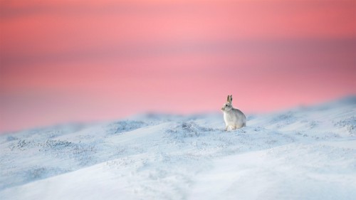 毛茸茸又可爱的山兔 (© Ben Hall/Minden Pictures)