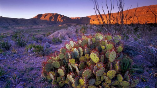 仙人掌植物，得克萨斯州大弯国家公园，美国 (© Tim Fitzharris/Minden Pictures)