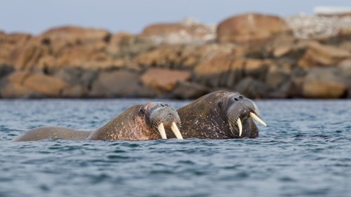 斯瓦尔巴群岛海上的一对海象，挪威 (© Mark Smith/Getty Images)